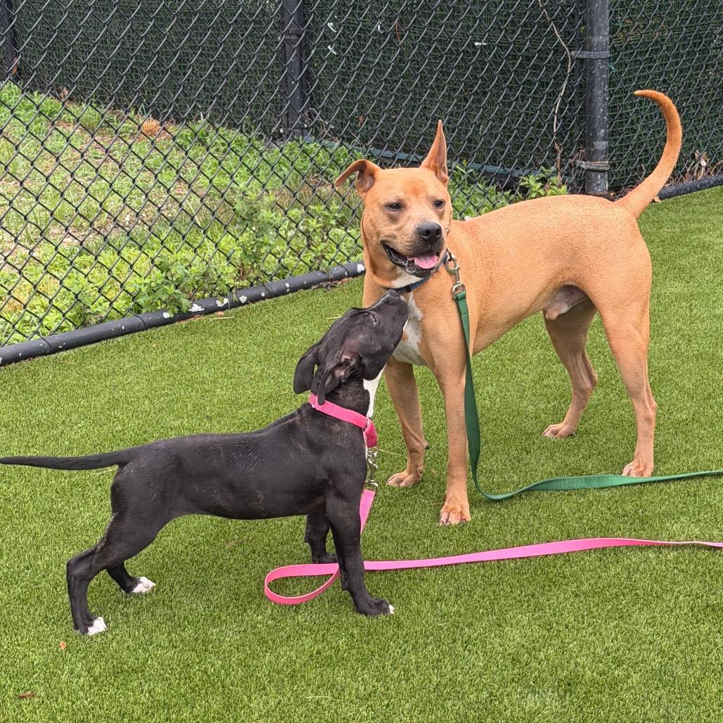 Enlarge Buzz, a Adoptable Mixed Breed in Hampton Bays, NY image 5/6
