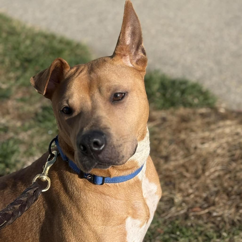 Enlarge Buzz, a Adoptable Mixed Breed in Hampton Bays, NY image 6/6