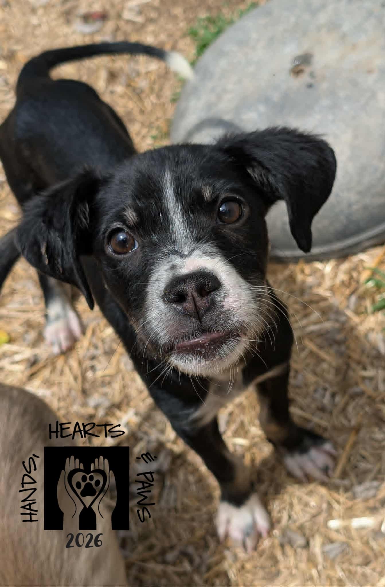 Enlarge Shenzi, an adopted mixed breed in Omaha, NE image 2/2