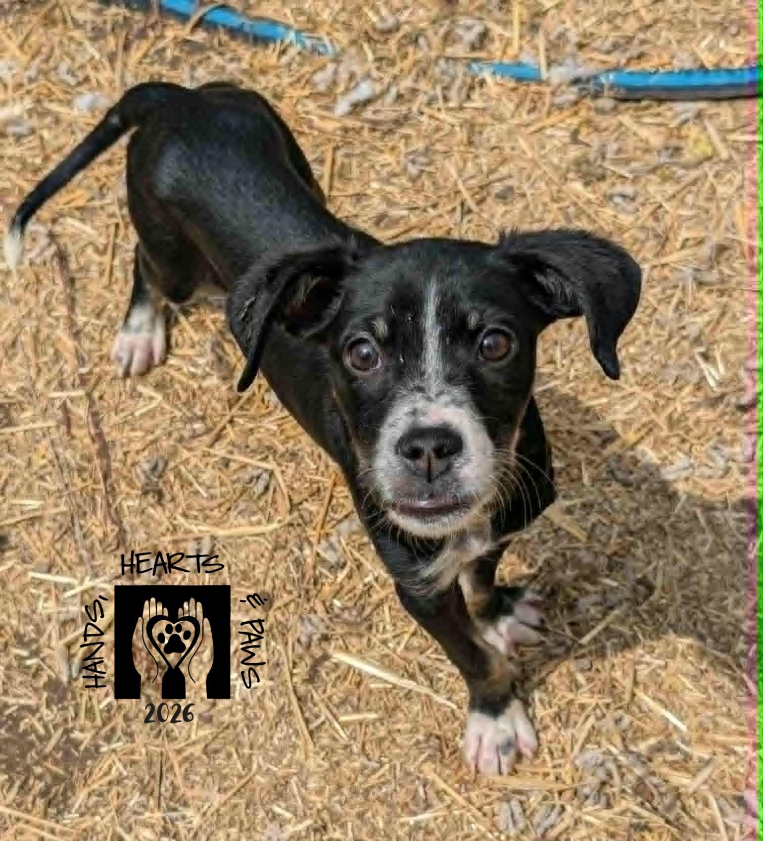 Enlarge Shenzi, an adopted mixed breed in Omaha, NE image 1/2
