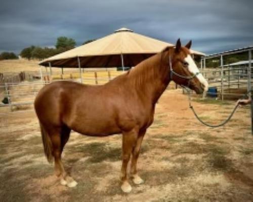 Enlarge Rimes - Non-riding Companion, a Adoptable Grade in Pilot Hill, CA image 1/1