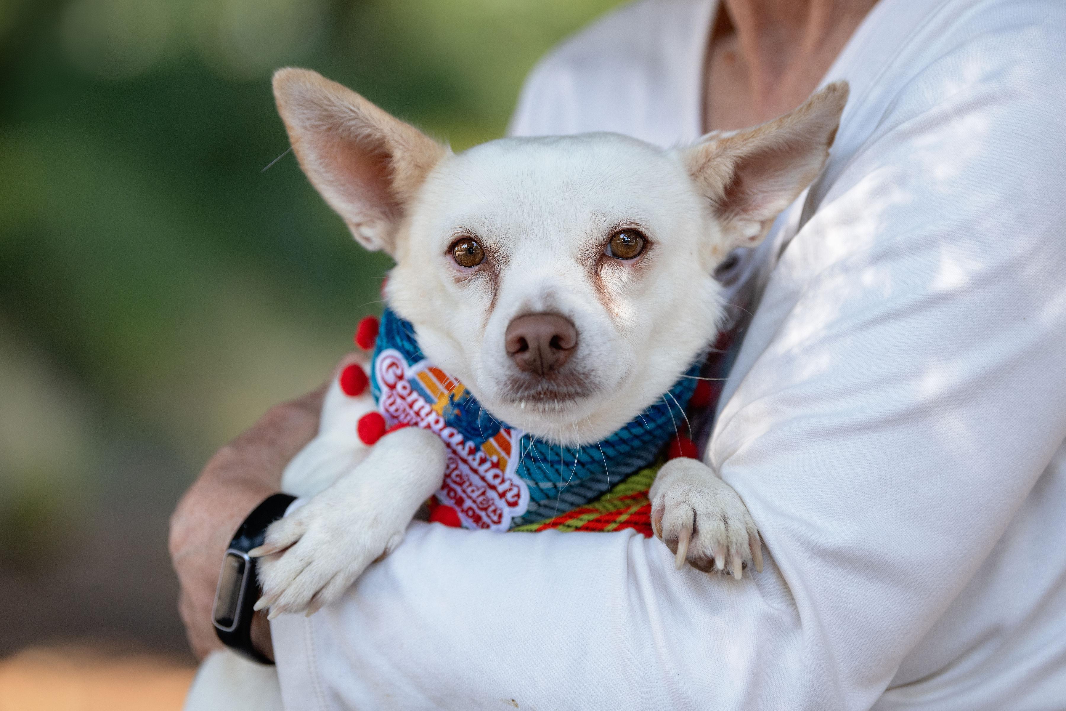 Enlarge Julie, a Adopted mixed breed in Santa Rosa, CA image 3/4