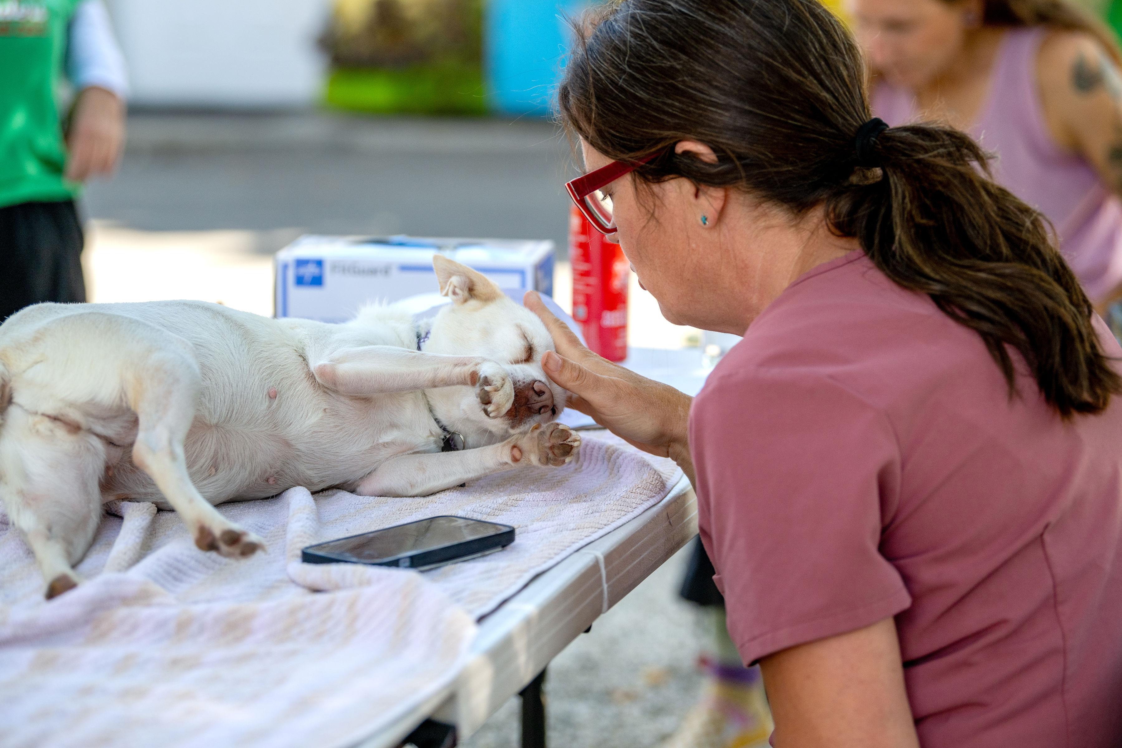 Enlarge Julie, a Adopted mixed breed in Santa Rosa, CA image 2/4