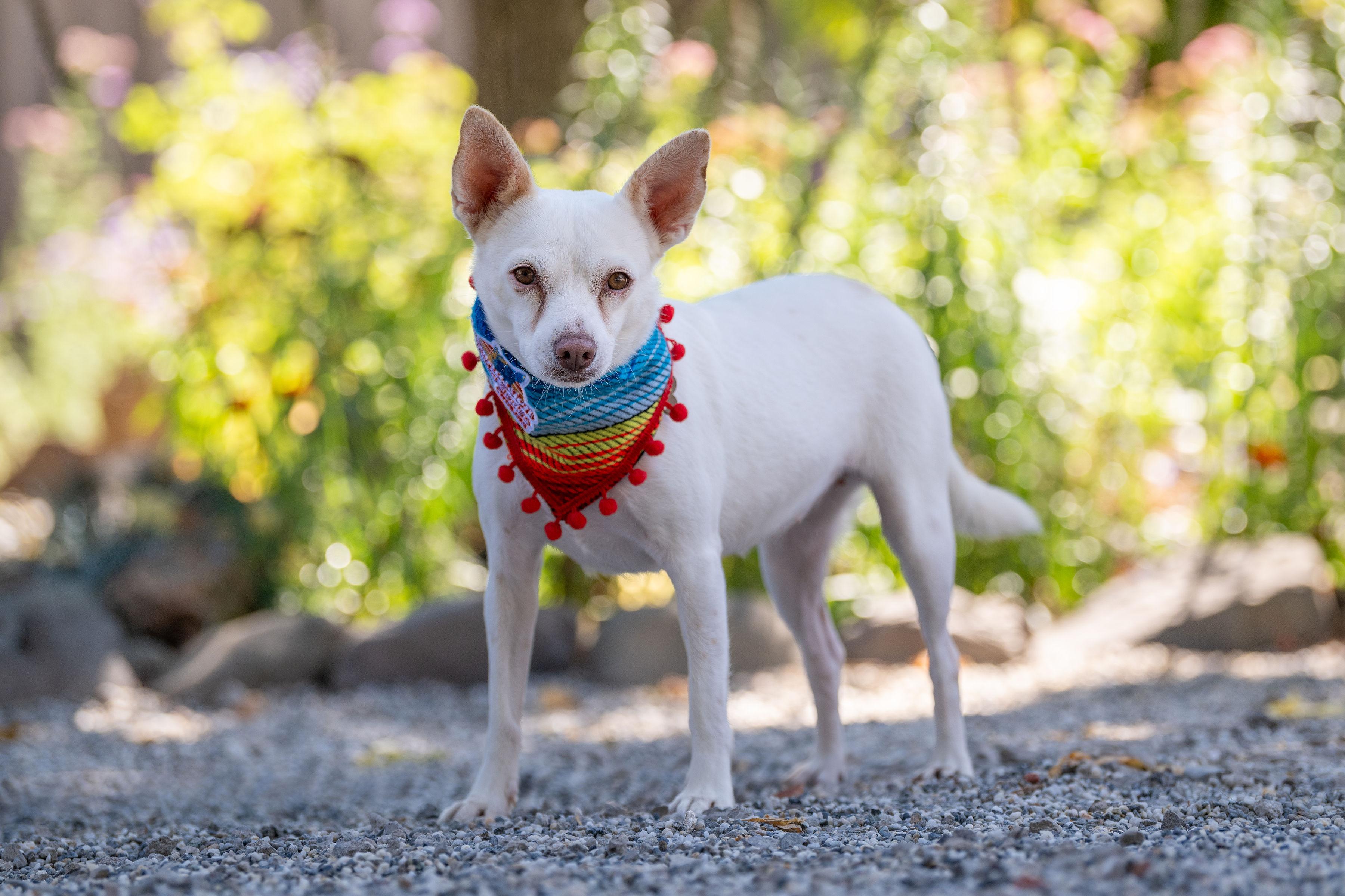 Enlarge Julie, a Adopted mixed breed in Santa Rosa, CA image 4/4