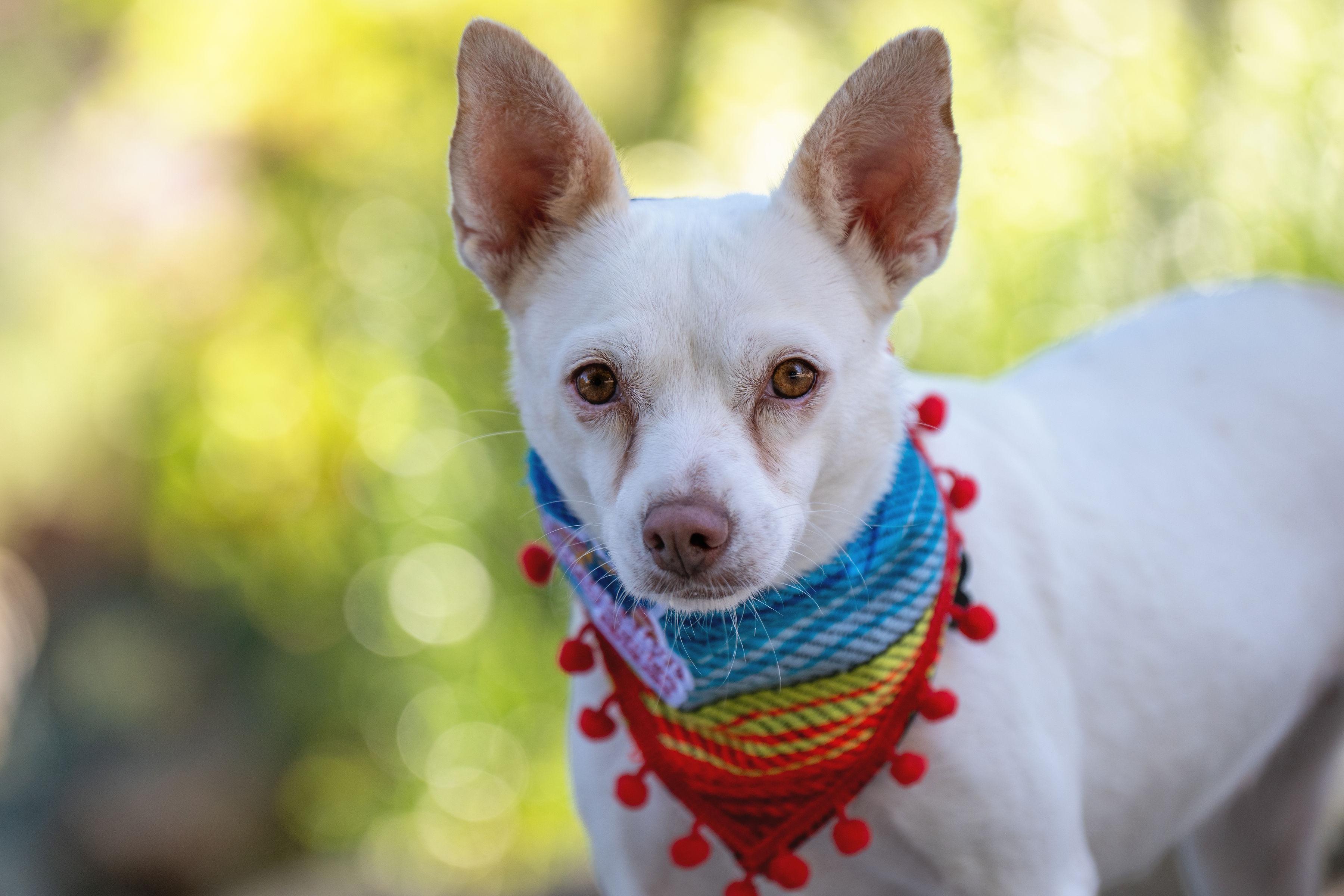 Julie, Adopted, Adult Female Chihuahua.