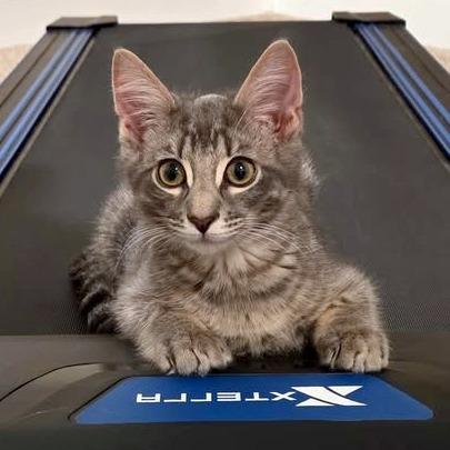 Piper, Adoptable, Kitten Male Domestic Short Hair.