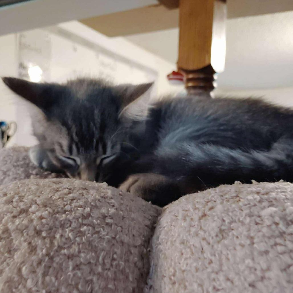 Piper, a Adoptable Domestic Short Hair in FAIRWAY, KS image 2/4