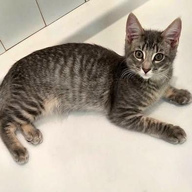 Piper, a Adoptable Domestic Short Hair in FAIRWAY, KS image 3/4