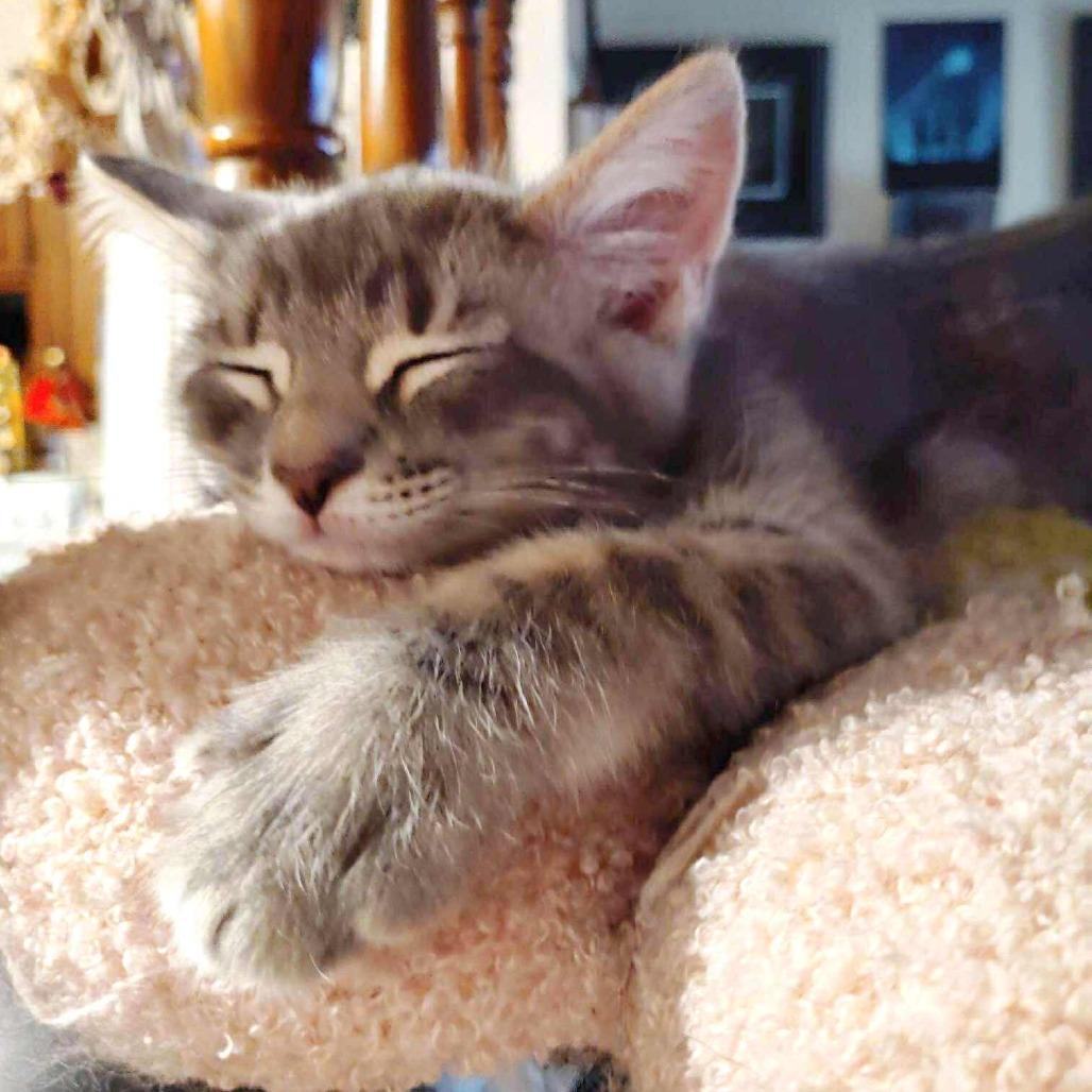 Piper, a Adoptable Domestic Short Hair in FAIRWAY, KS image 4/4