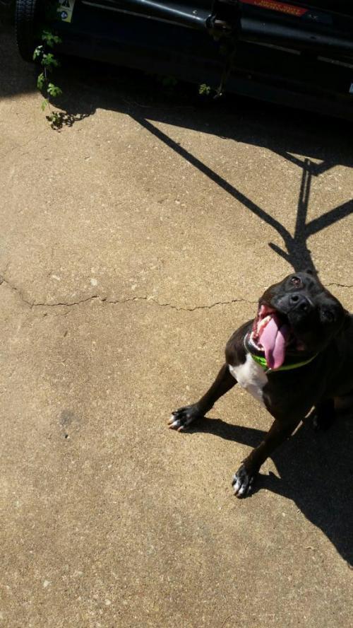 Enlarge Ayla, a Adoptable American Staffordshire Terrier in Mesquite, TX image 2/6