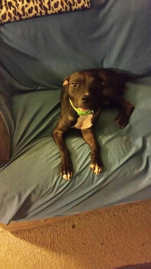 Enlarge Ayla, a Adoptable American Staffordshire Terrier in Mesquite, TX image 5/6