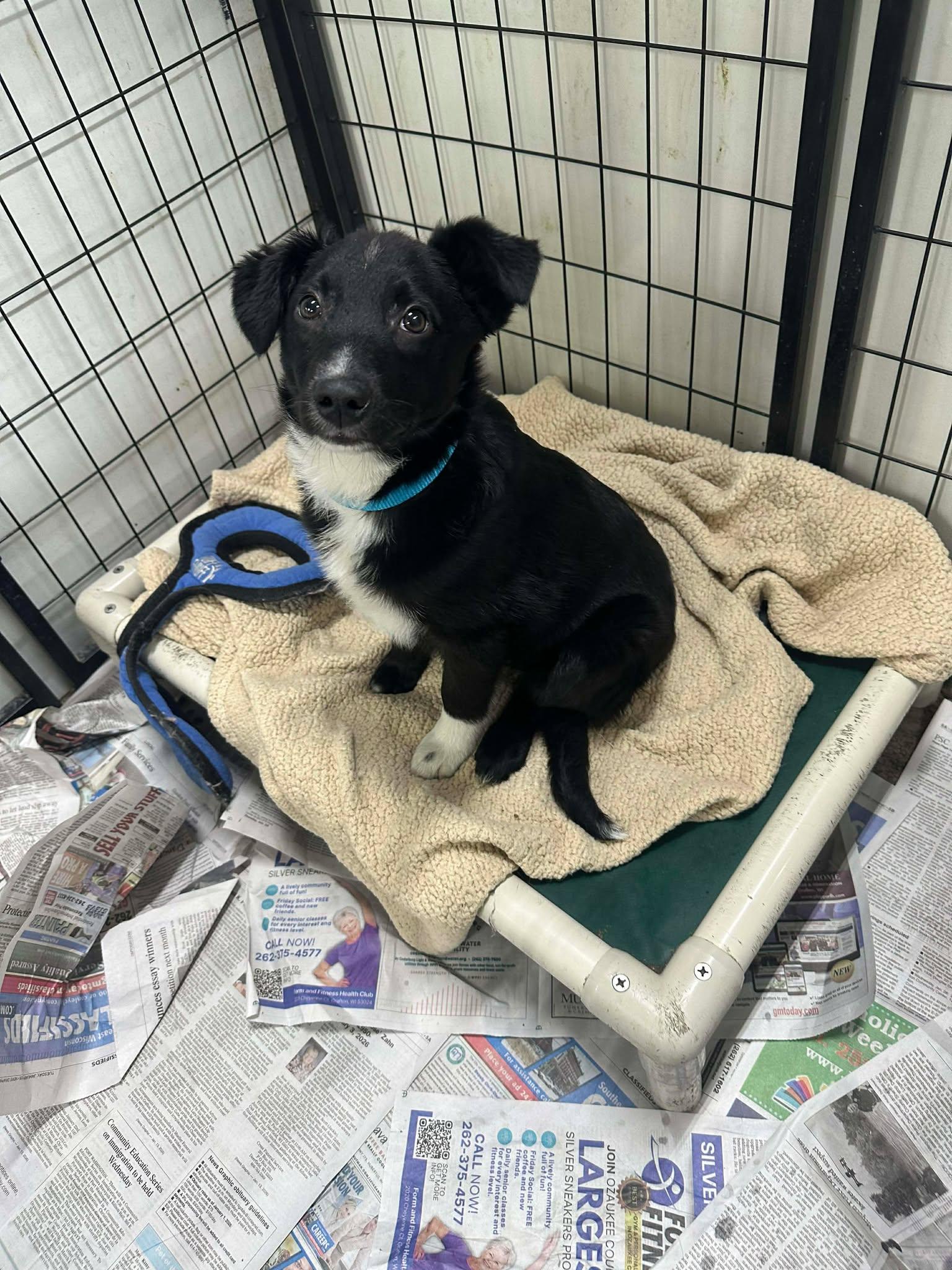 Enlarge Zaiden, a Adoptable Australian Shepherd in Mukwonago, WI image 1/3