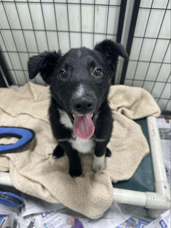 Enlarge Zaiden, a Adoptable Australian Shepherd in Mukwonago, WI image 2/3