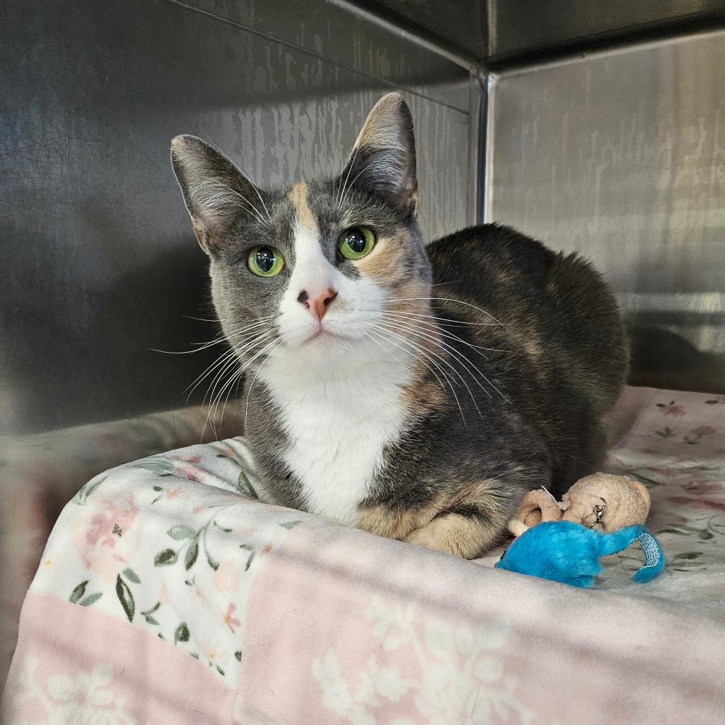 Enlarge Roxy, a Adoptable Domestic Short Hair in Spokane, WA image 1/3