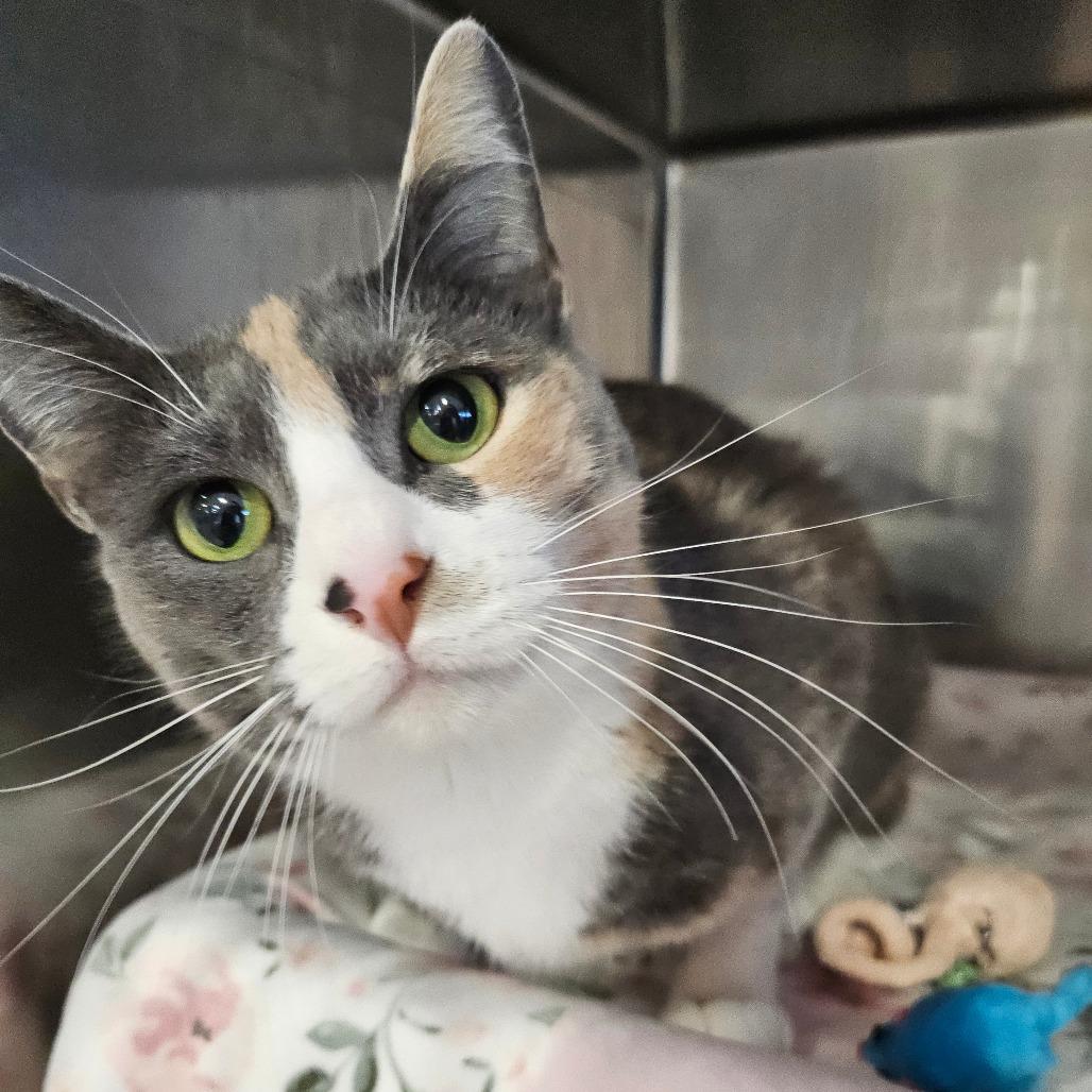 Enlarge Roxy, a Adoptable Domestic Short Hair in Spokane, WA image 2/3