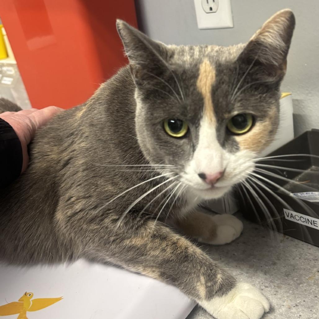 Enlarge Roxy, a Adoptable Domestic Short Hair in Spokane, WA image 3/3