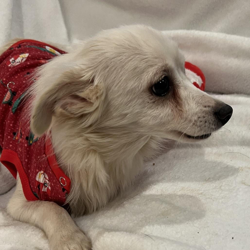 Snowy, Adoptable, Adult Male Chihuahua & Papillon.