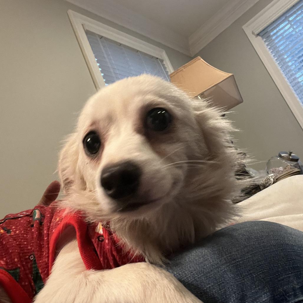 Enlarge Snowy, a Adoptable mixed breed in West Chester, PA image 2/6