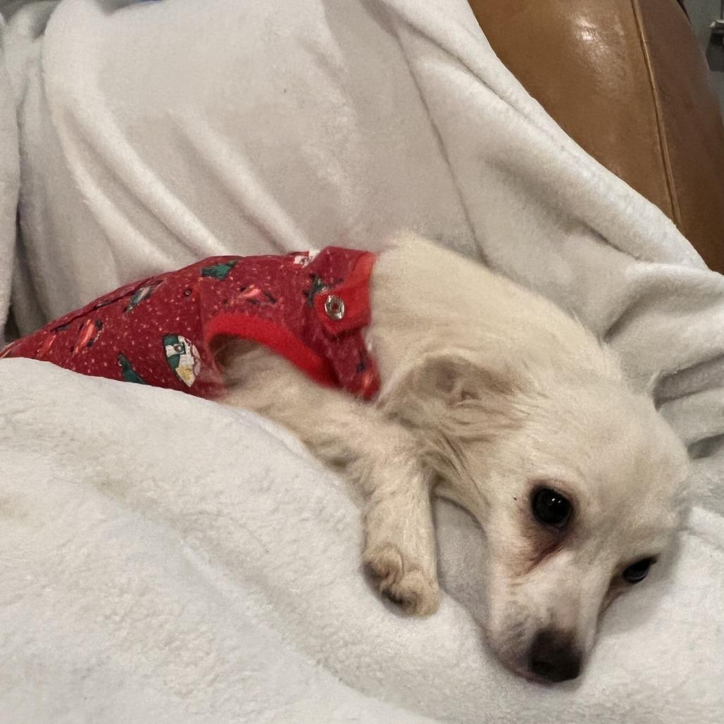 Enlarge Snowy, a Adoptable mixed breed in West Chester, PA image 3/6