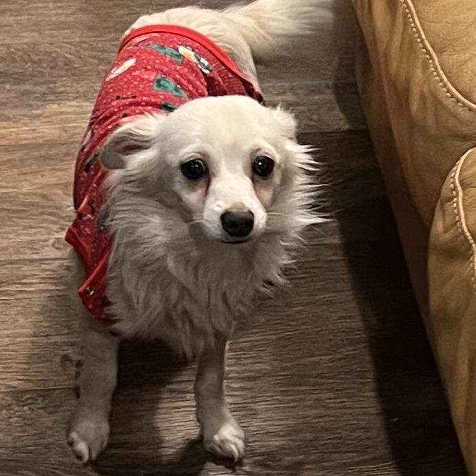 Enlarge Snowy, a Adoptable mixed breed in West Chester, PA image 5/6