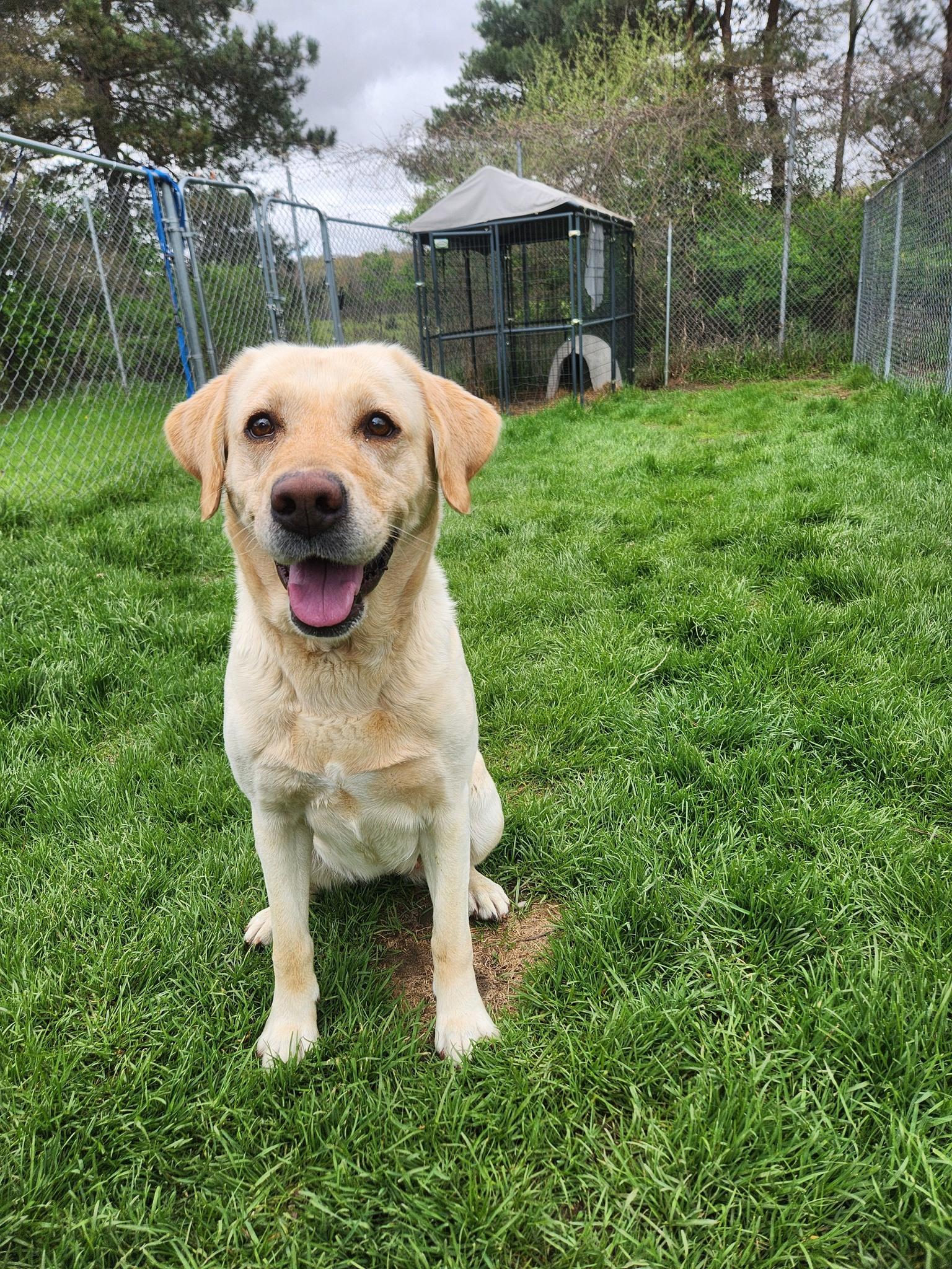 Poppy, adopted, Adult Female Yellow Labrador Retriever.
