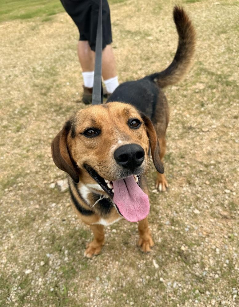 JUNIPER, Adoptable, Adult Female Hound & Mixed Breed.