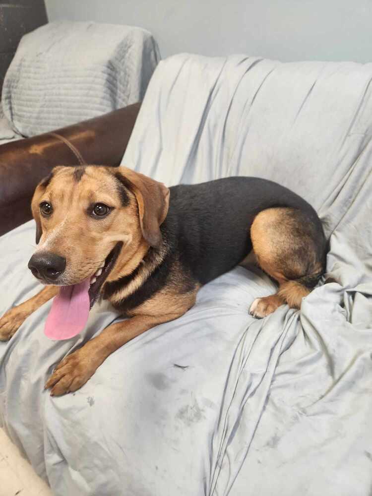 Enlarge JUNIPER, a Adoptable mixed breed in Lexington, TN image 1/1