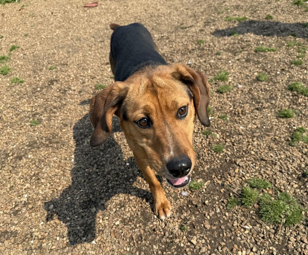 JUNIPER, Adoptable, Adult Female Hound & Mixed Breed.