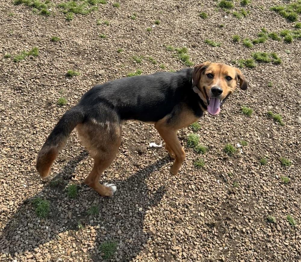 Enlarge JUNIPER, a Adoptable mixed breed in Lexington, TN image 3/3