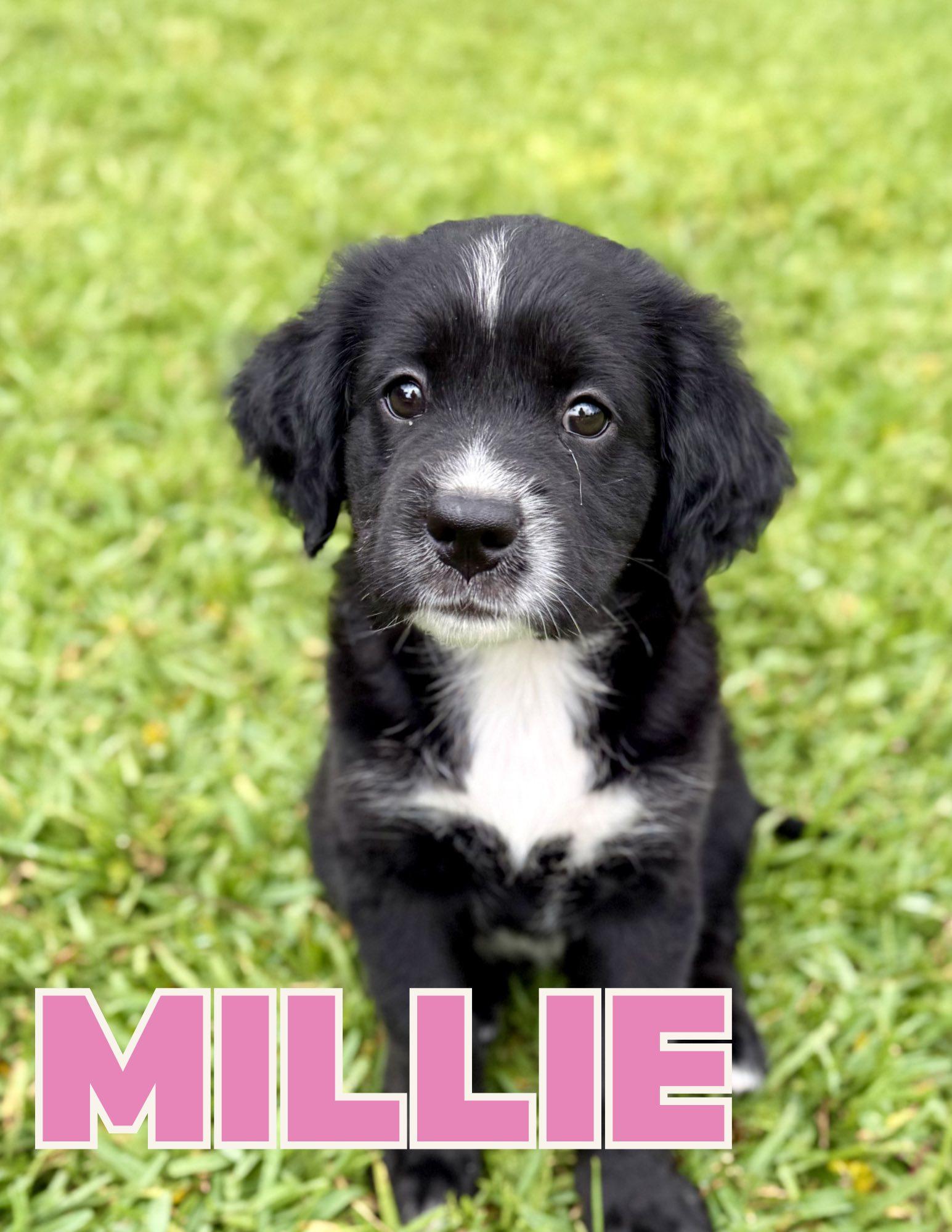 Enlarge Millie, an adopted mixed breed in Shalimar, FL image 1/1
