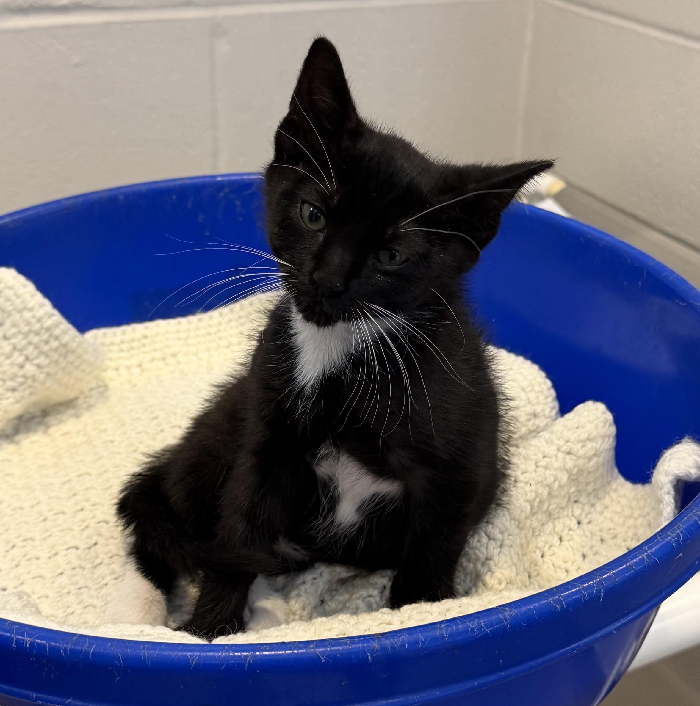 Larry, adopted, Kitten Male Domestic Short Hair.