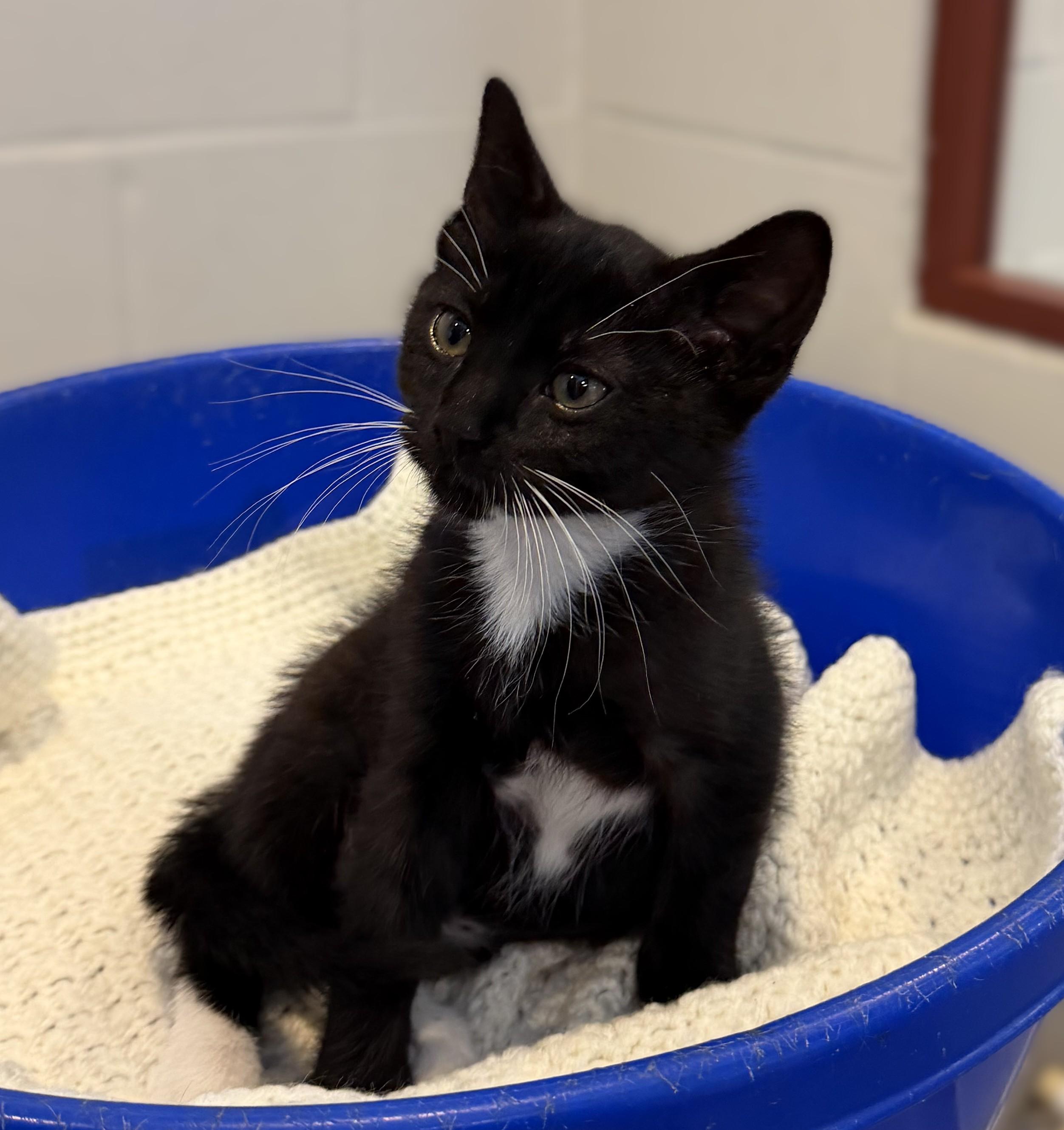 Enlarge Larry, an adopted mixed breed in Slidell, LA image 2/3