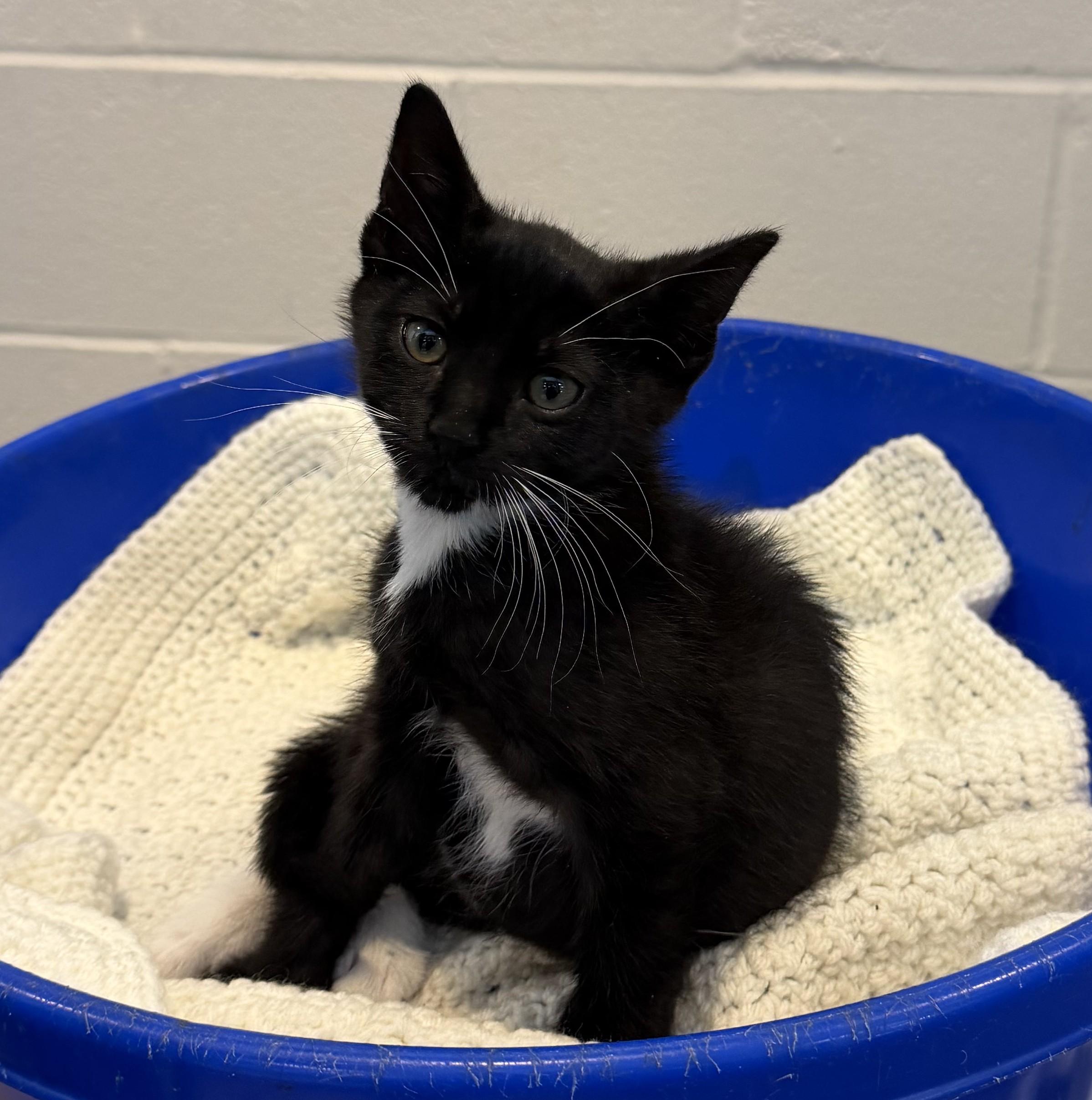 Enlarge Larry, an adopted mixed breed in Slidell, LA image 3/3