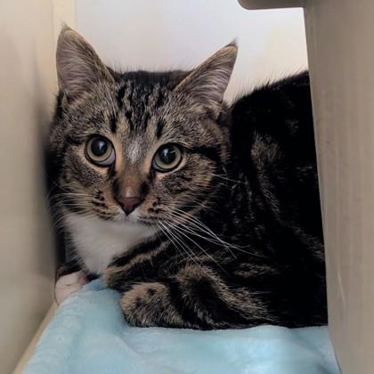 Pip, ADOPTABLE, Adult Male Domestic Short Hair.