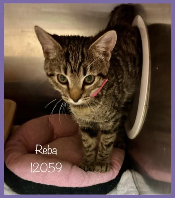 REBA
