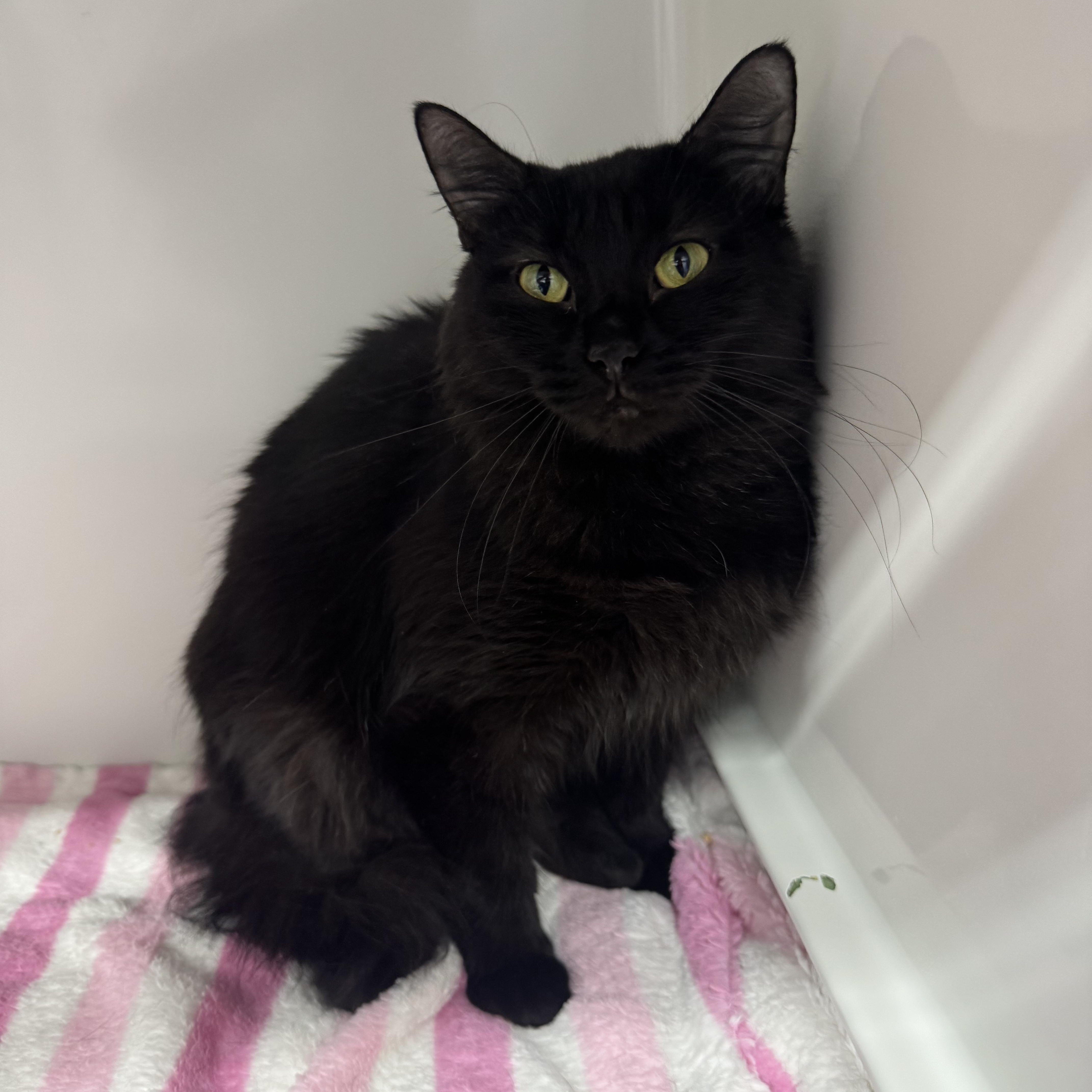 Morrigan, a ADOPTABLE Domestic Short Hair in Mount Vernon, OH image 2/2