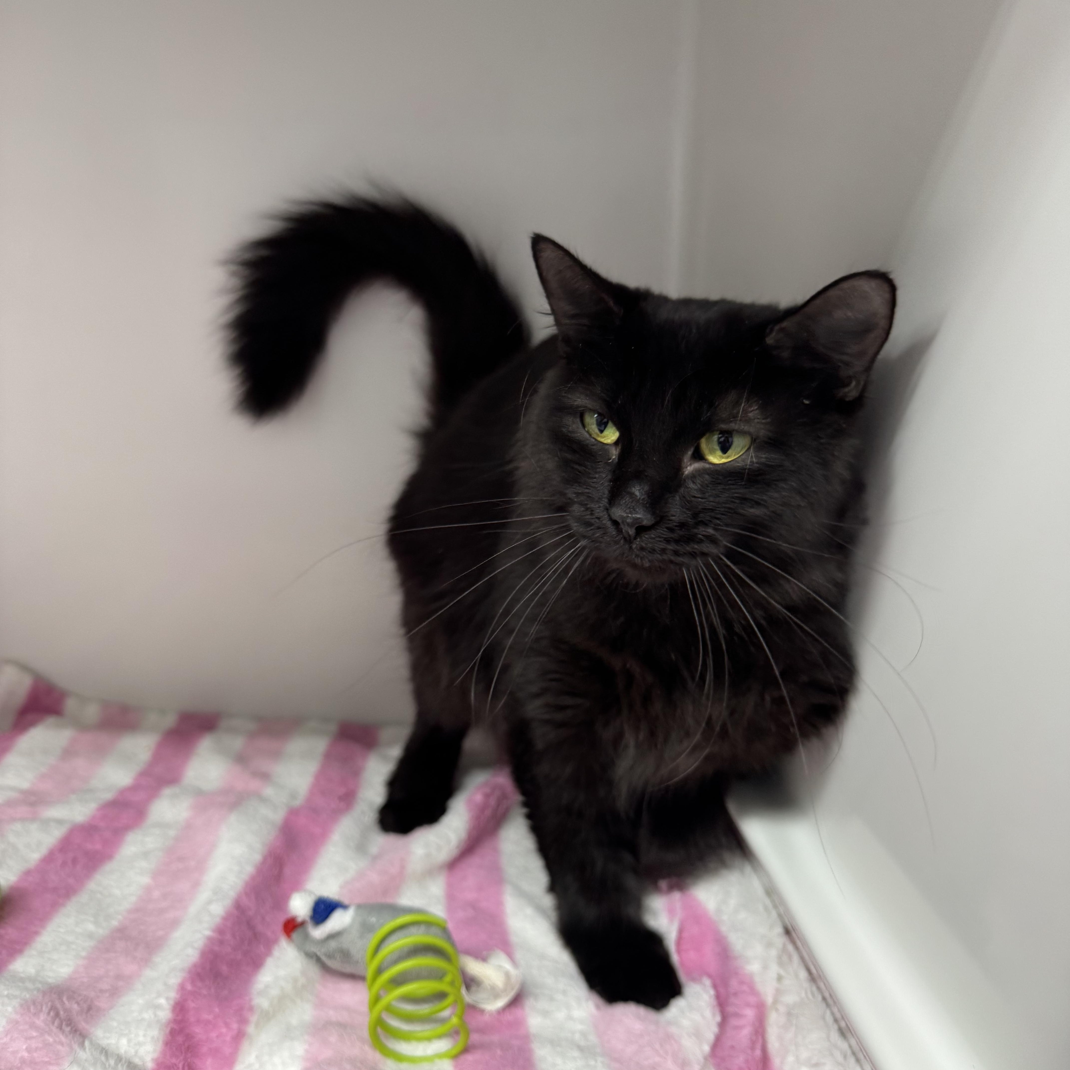 Morrigan, ADOPTABLE, Adult Female Domestic Short Hair.
