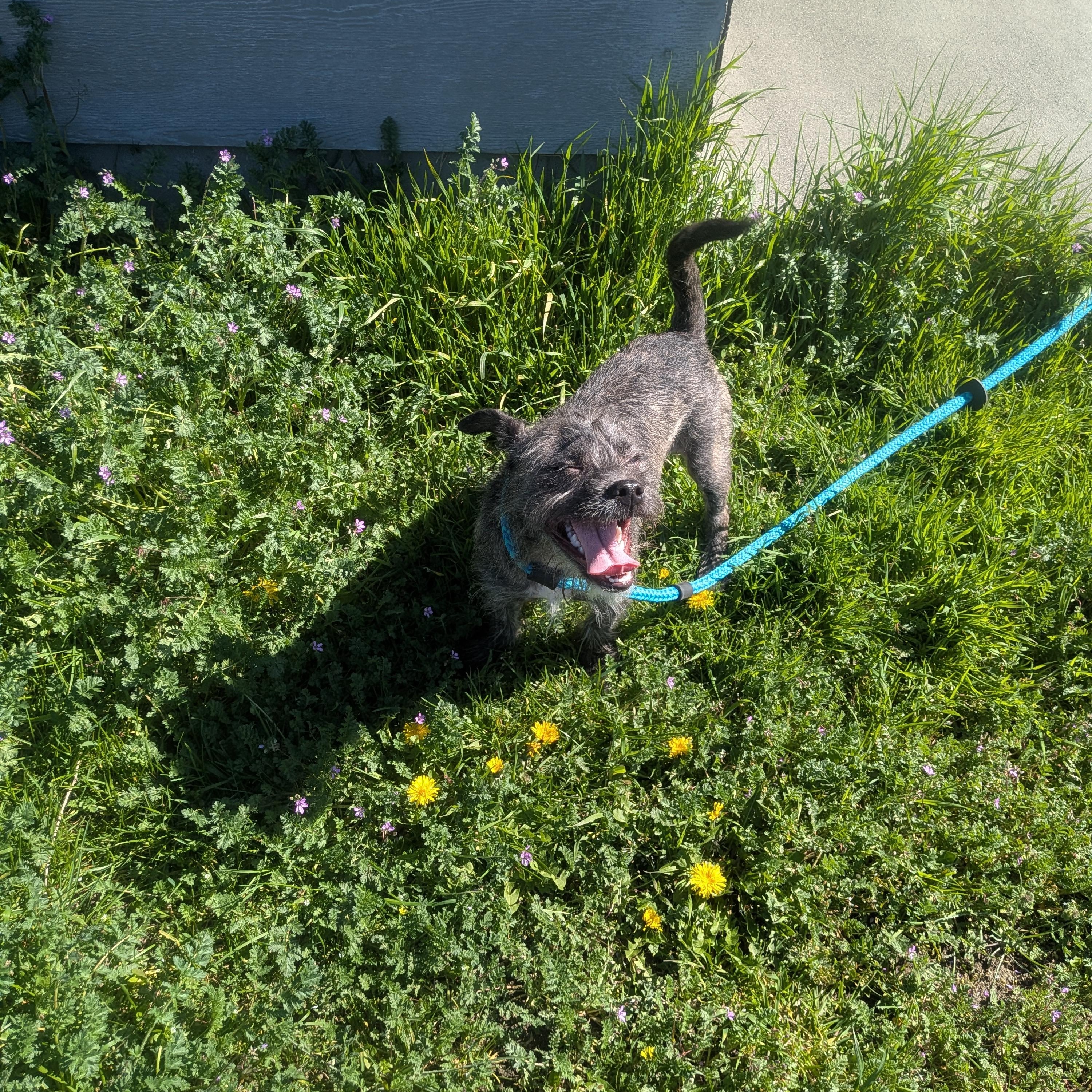 Enlarge Trancey , a ADOPTABLE mixed breed in Hermiston, OR image 4/4