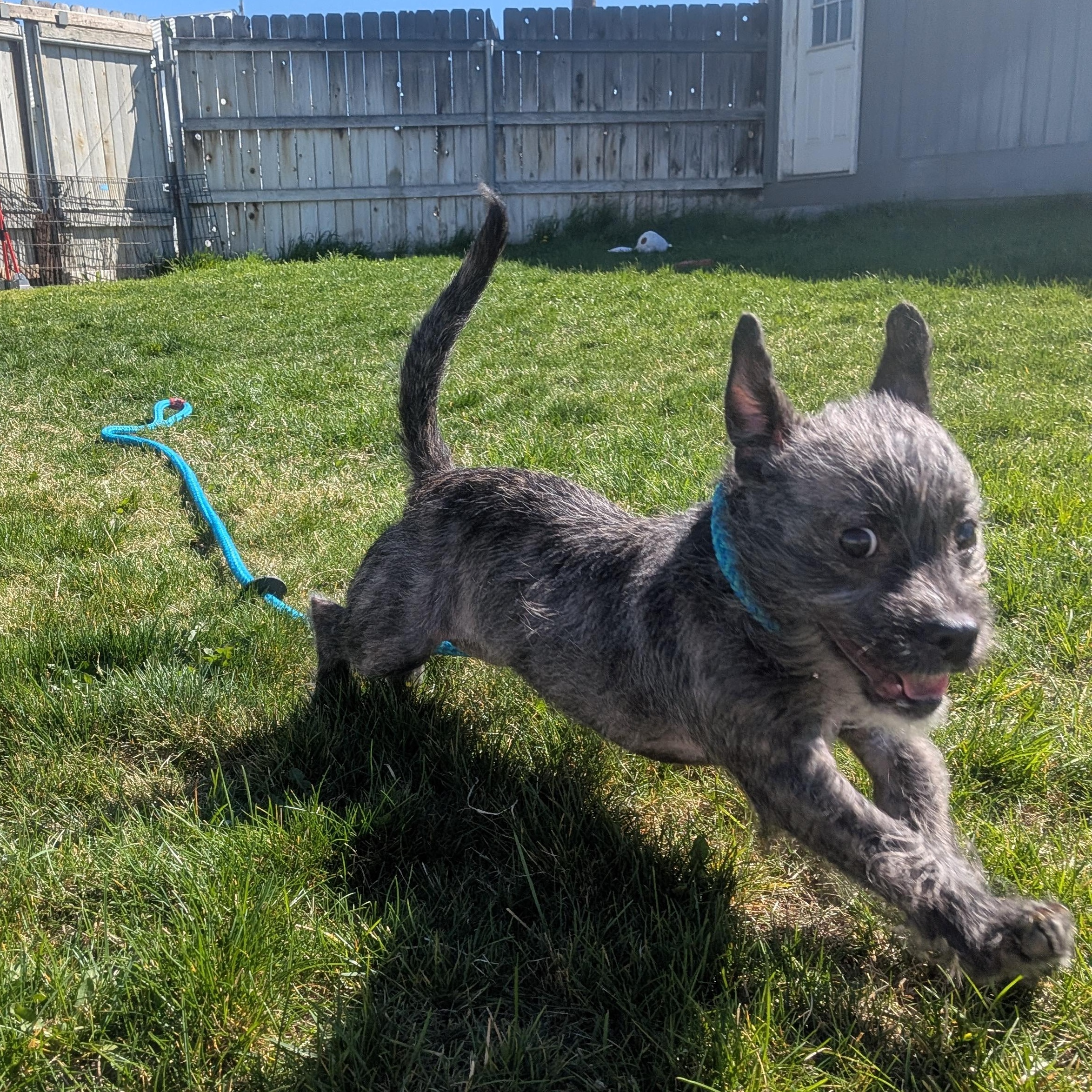 Enlarge Trancey , a ADOPTABLE mixed breed in Hermiston, OR image 2/4