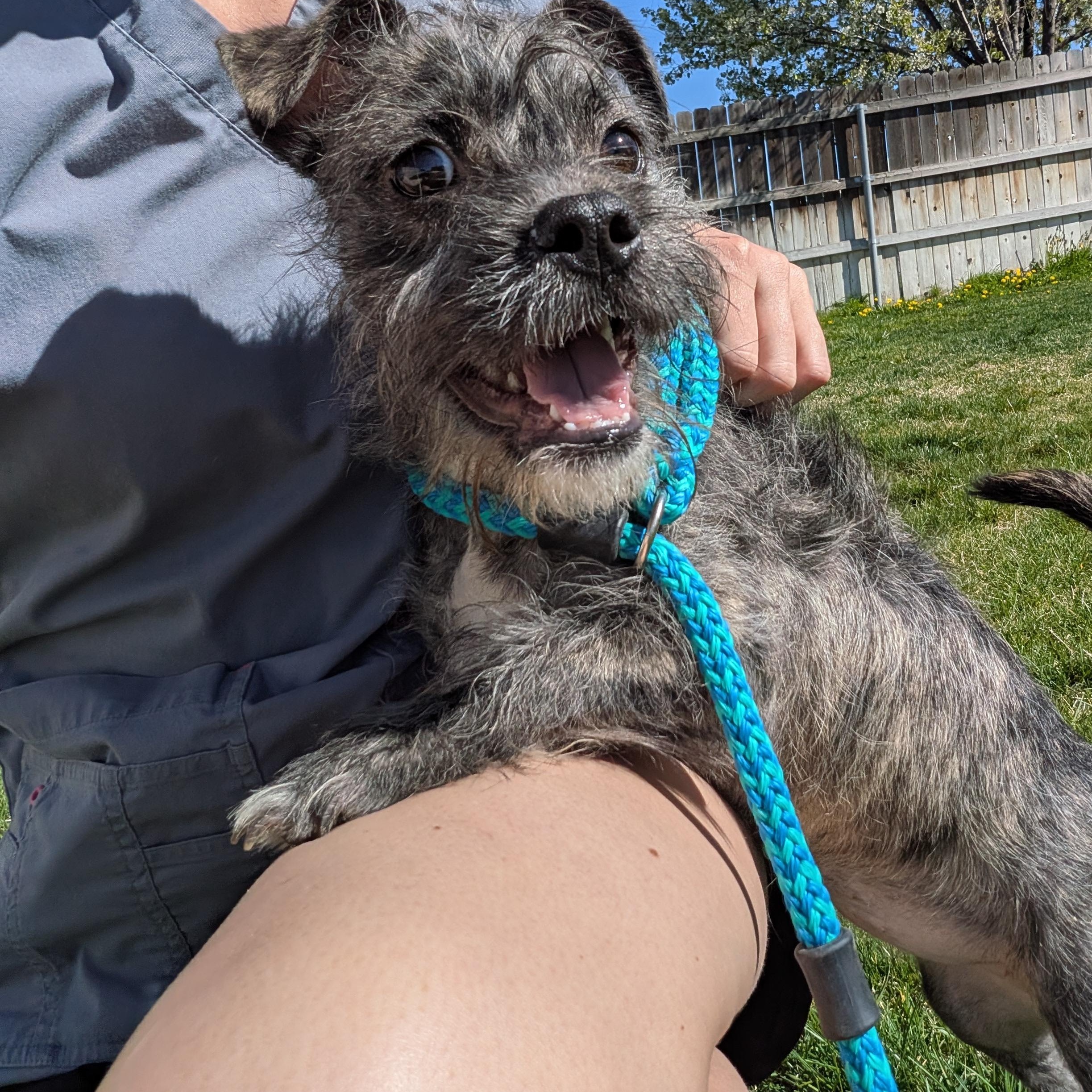 Enlarge Trancey , a ADOPTABLE mixed breed in Hermiston, OR image 1/4