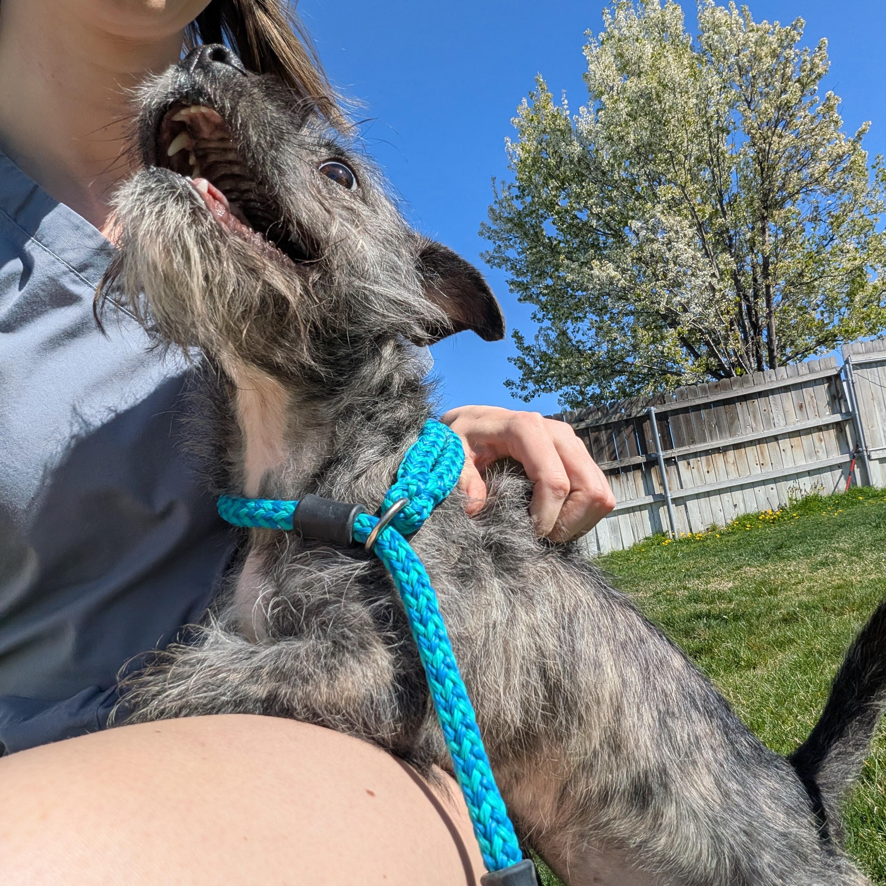 Enlarge Trancey , a ADOPTABLE mixed breed in Hermiston, OR image 3/4