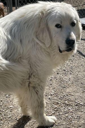 Enlarge Butch, an adopted Great Pyrenees in Savannah, MO image 1/1