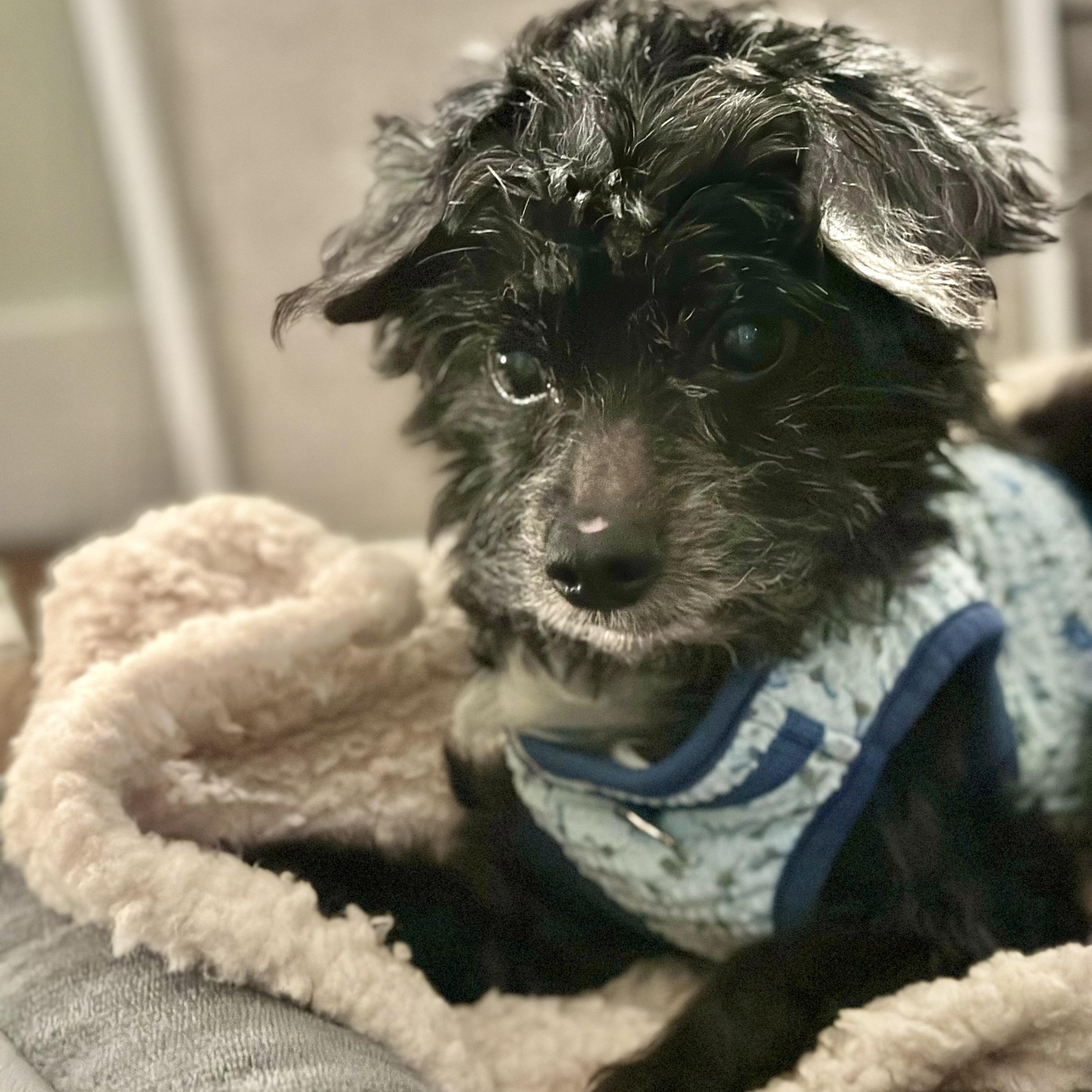 Clarence thumbnail 5