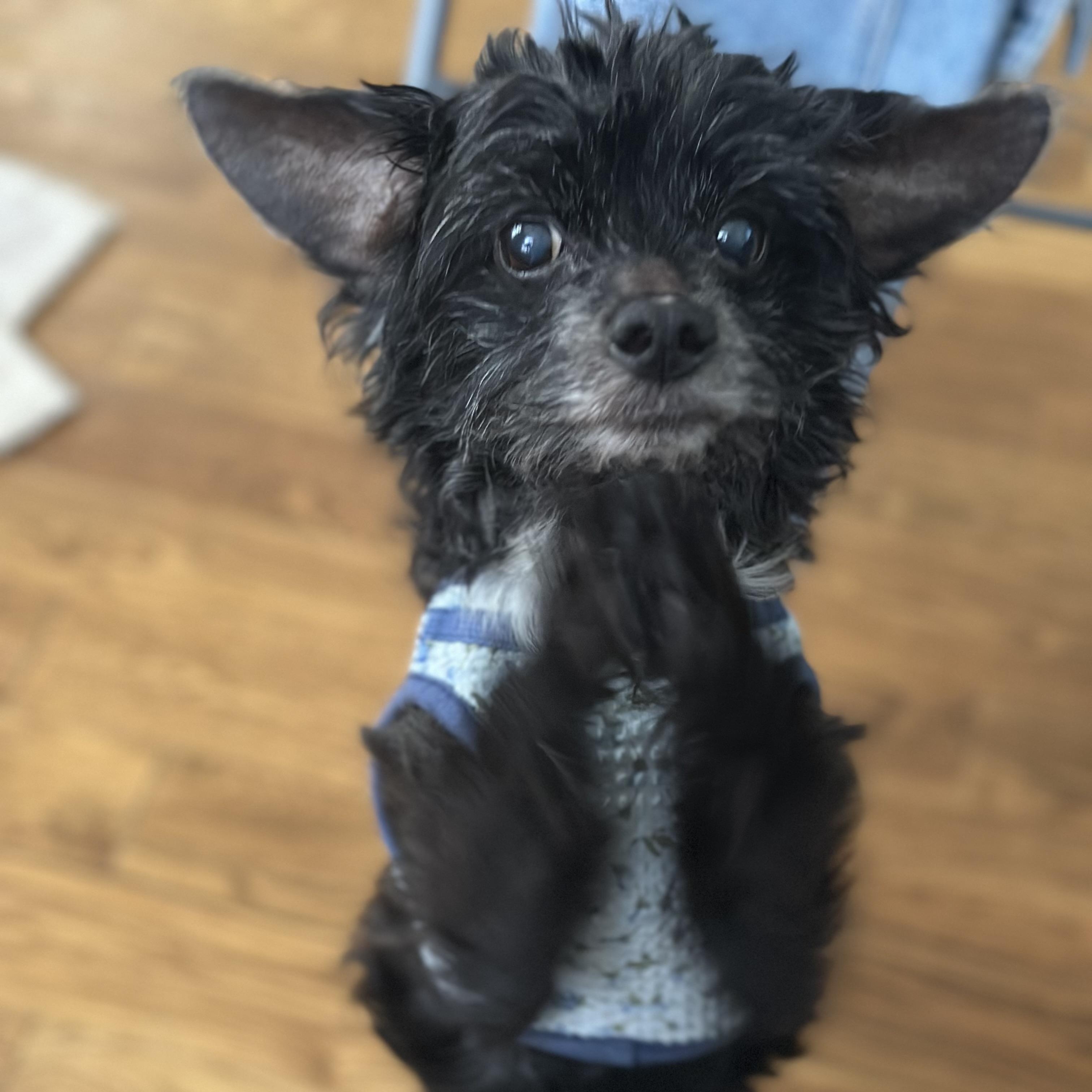 Clarence thumbnail 2