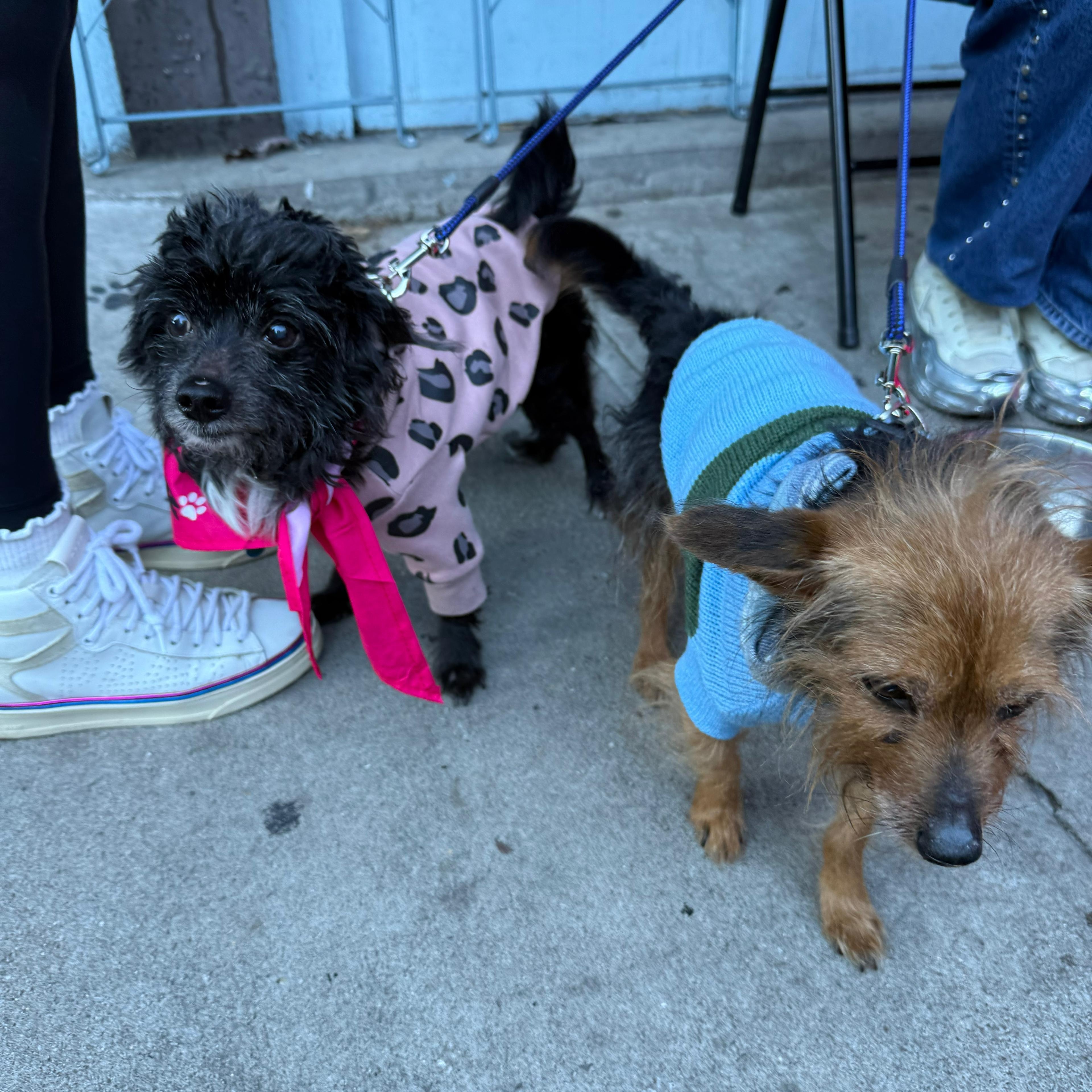 Clarence thumbnail 6