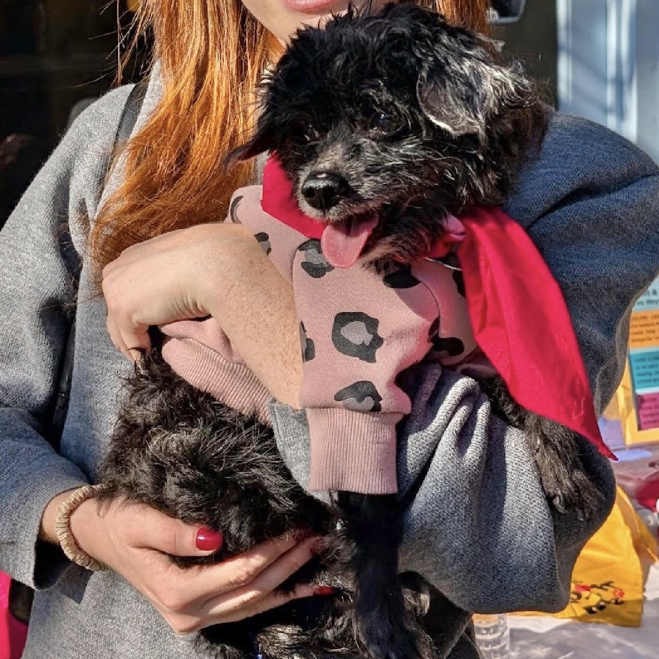 Clarence thumbnail 4