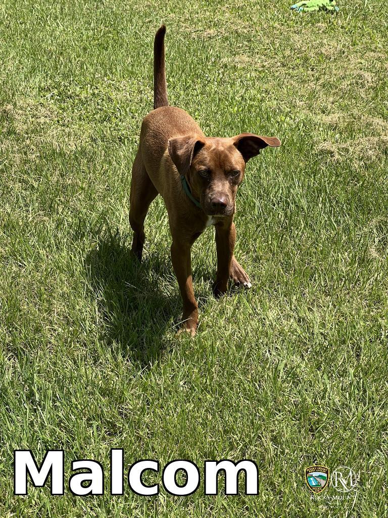 Malcom, a Adoptable Pit Bull Terrier in Rocky Mount, NC image 1/2