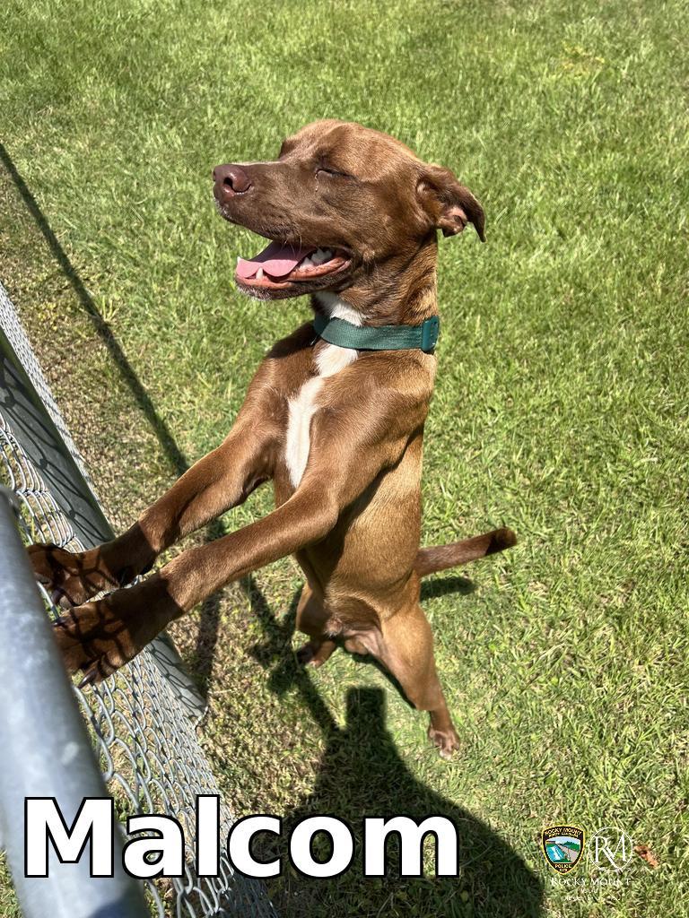 Malcom, a Adoptable Pit Bull Terrier in Rocky Mount, NC image 2/2