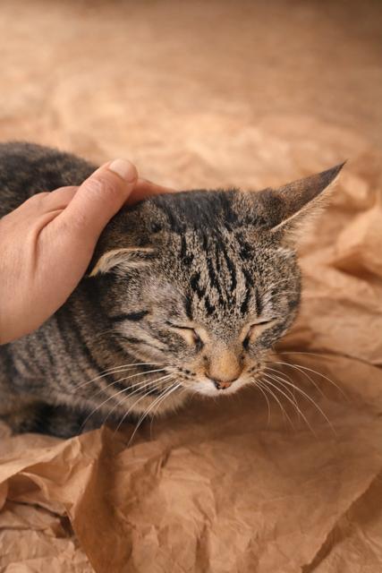 Bella (Bonded to Stella)