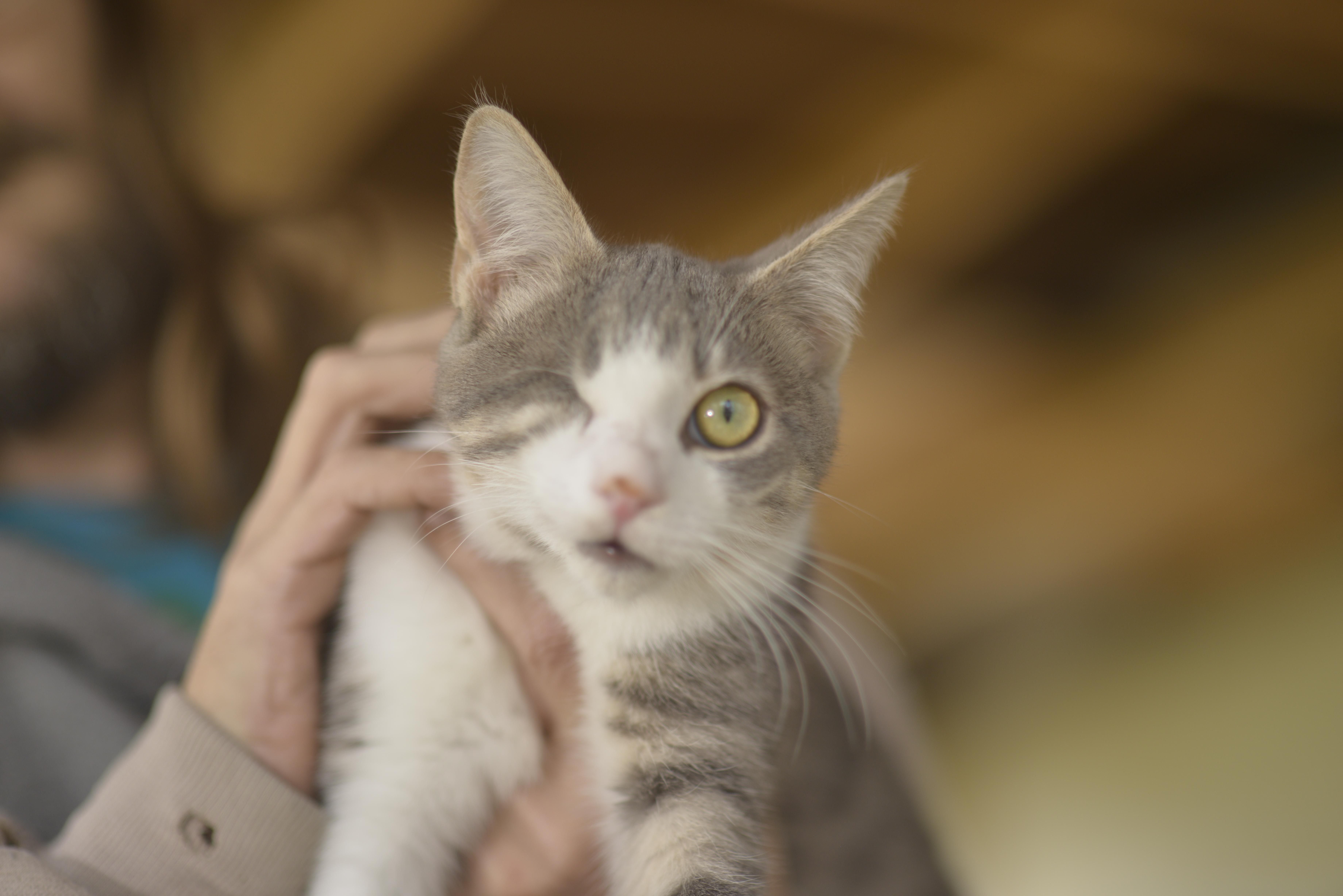 Isacc, Young Male Domestic Short Hair